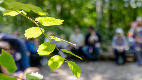 Leafy tree branch in the foreground with a group of adults sitting on woodland benches in a circle in the background. 