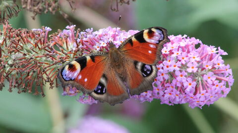 Peacock Butterfly