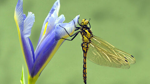 Four spotted chaser