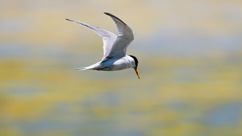 Little tern flying, green and blue blurred background