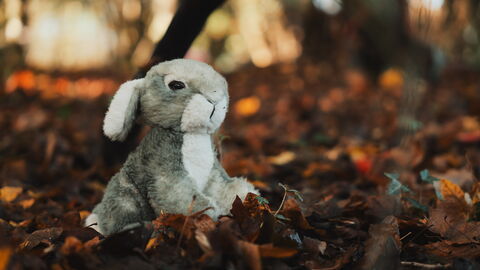 A stuffed toy rabbit sitting in autumn leaves