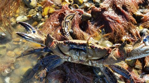Velvet Swimming Crab in a rock pool