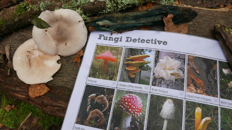 Mushrooms, lichen and a Fungi Detective spotter sheet on a woodland bench.