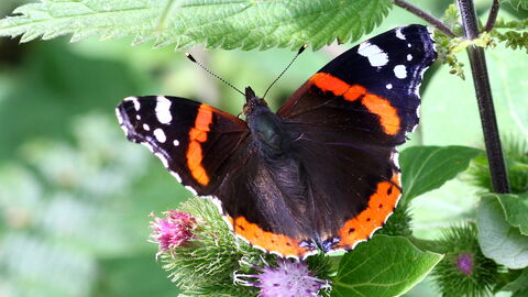 BUTTERFLY