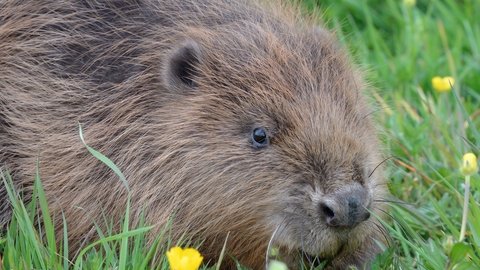 Beaver - Nick Upton, Cornwall Wildlife Trust