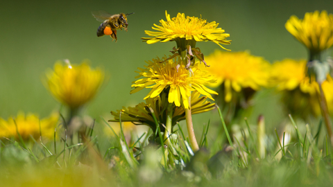 Honey bee