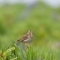 Meadow pipit © David Kilbey