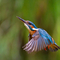 Kingfisher © Malcolm Brown