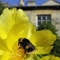 Bumblebee in a garden