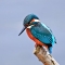 Kingfisher © Ian Cameron-Reid