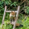 Fox cub on a step