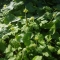 Moschatel