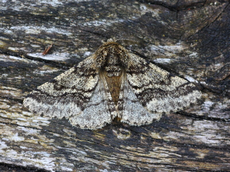 Moths and a bit more | Hampshire and Isle of Wight Wildlife Trust