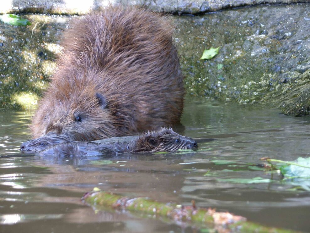 New vision for beavers in England and Wales | Hampshire and Isle of ...