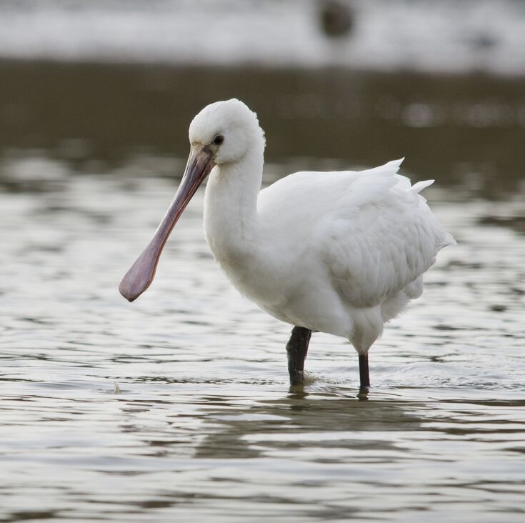 Spectacular spoonbill | Hampshire and Isle of Wight Wildlife Trust