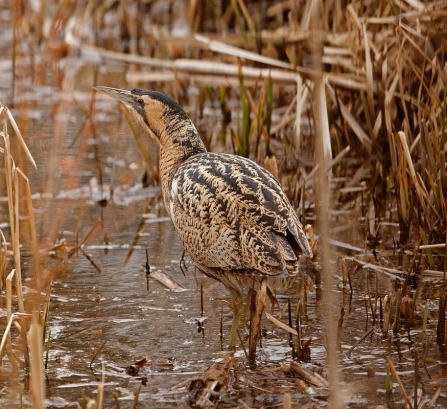 Bittern by Ian Cameron-Reid