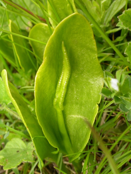 Adder's-tongue Fern