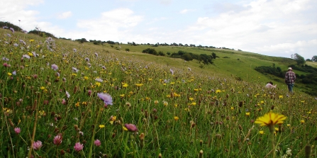 Arreton Down Nature Reserve