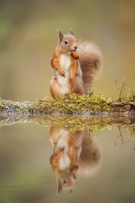 Red squirrel © Mark Hamblin/2020Vision