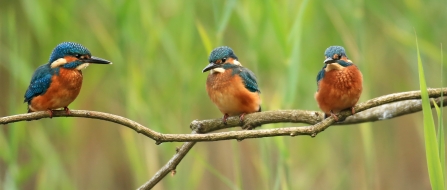 Kingfishers © Jon Hawkins - Surrey Hills Photography