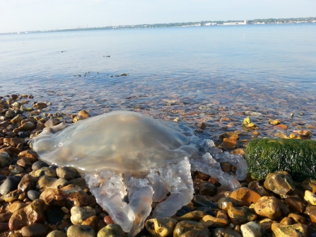  Barrel jellyfish © Amanda Bowens