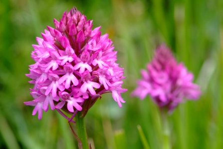 Pyramidal orchid © Mark Heighes