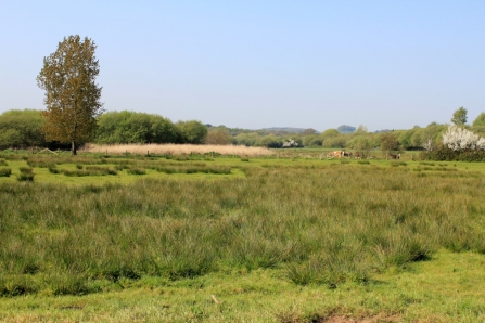 Sandown Meadows by Caroline Meech