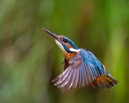 Kingfisher © Malcolm Brown