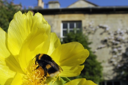 Bumblebee in a garden