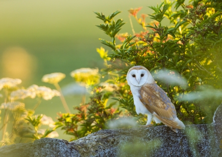 Barn owl