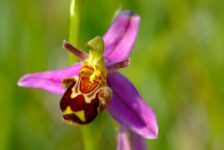 Bee orchid