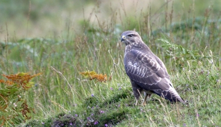 Buzzard