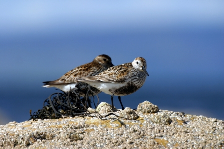 Dunlin