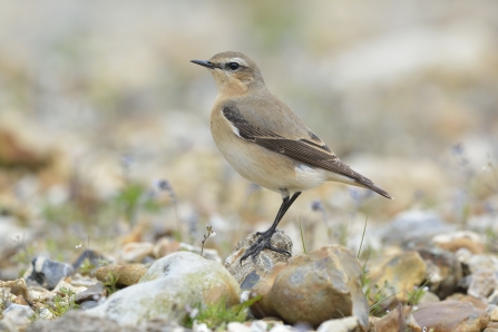 Female wheatear at Blashford Lakes nature reserve