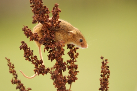 Harvest mouse