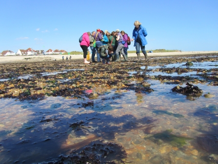 Shoresearch at Lee-on-Solent beach