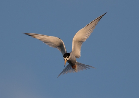 Little tern in flight