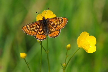 Marsh fritillary butterfly