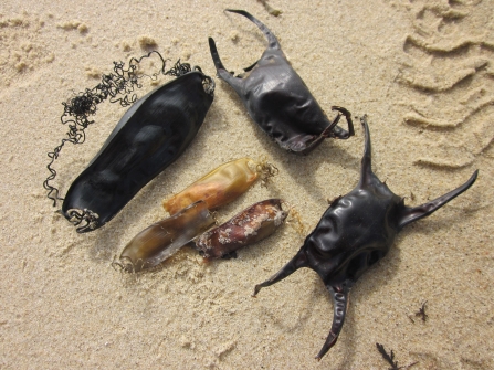 Shark and skate eggcases on the beach