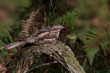 Nightjar