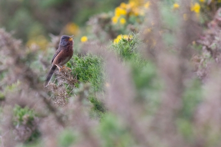 Dartford warbler on gorse