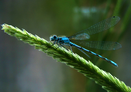 Common blue damselfly