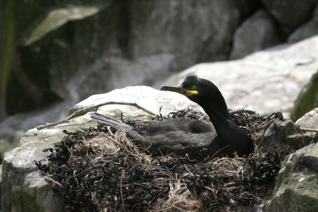 European shag on nest