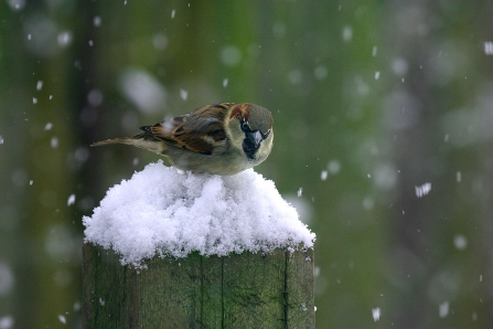 Sparrow in the snow