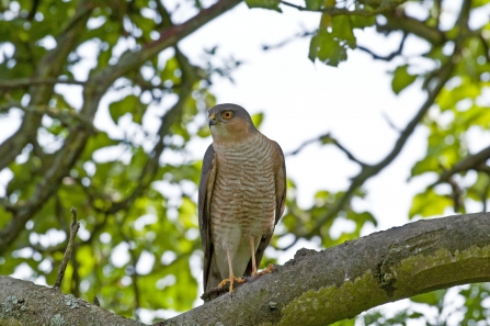 Sparrowhawk © Russ Valentine 