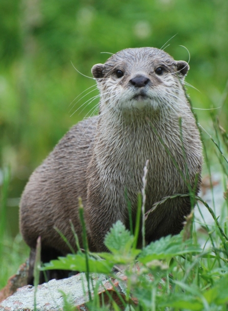 Otter