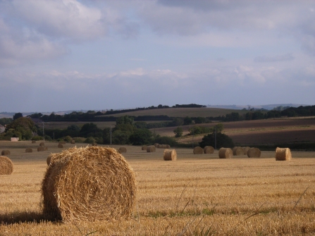 Hay bales in a field