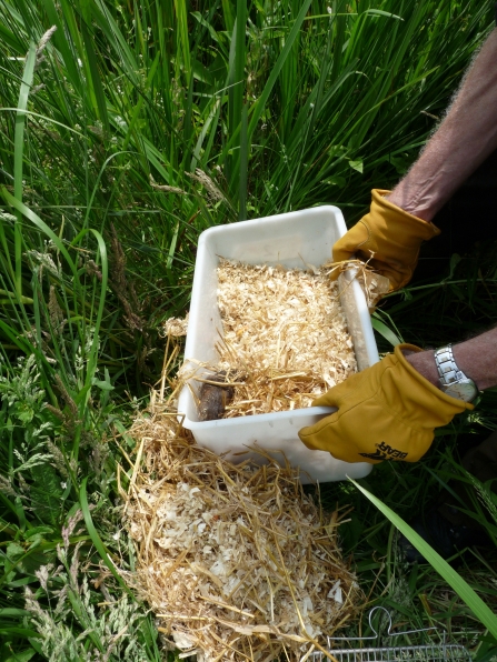 Water vole reintroduction, at Titchfield on the River Meon