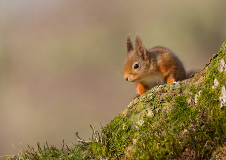 Red Squirrel © Dr David Williams