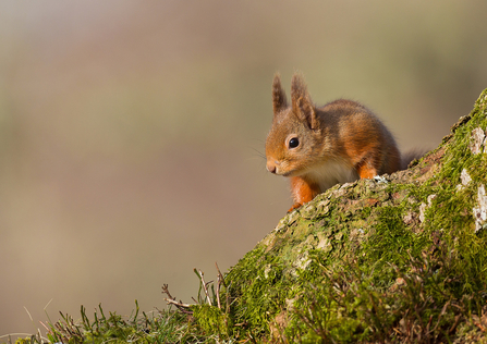 Red Squirrel © Dr David Williams